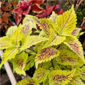 Coleus 'Roy Pedley'